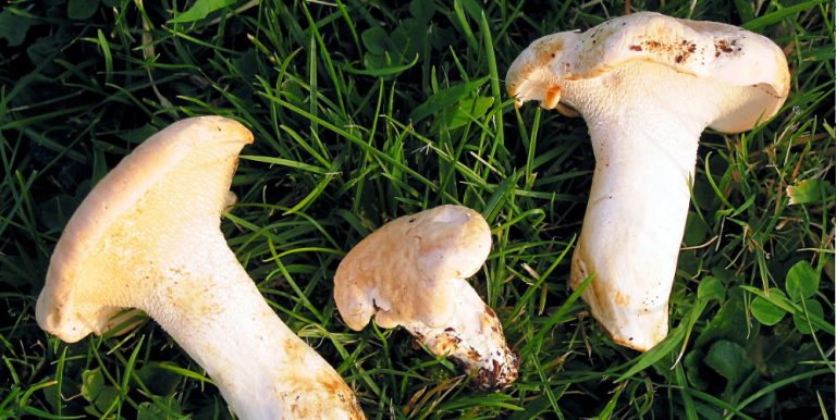 Svamp på golfbanan, Foto: Jean-Pol Grandmont - CC