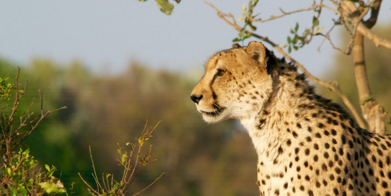 golf kruger national park